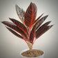 Aglaonema Red Sumatera For Sale | Aglaonema Red Sumatera Seeds