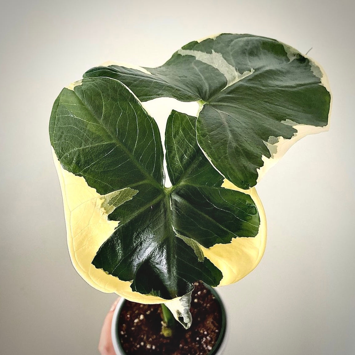 Alocasia Mickey Mouse For Sale | Buy Alocasia Mickey Mouse Seeds