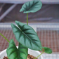 Alocasia Reversa For Sale | Buy Alocasia Reversa Seeds
