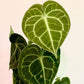 Anthurium Clarinervium For Sale | Anthurium Clarinervium Seeds