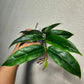 Hoya Acuminata For Sale | Hoya Acuminata Seeds