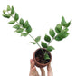 Hoya Aeschynanthoides For Sale | Hoya Aeschynanthoides Seeds