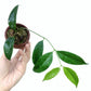 Hoya Evelinae For Sale | Buy Hoya Evelinae Seeds