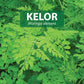 Moringa leaves Natural Anti-Oxidant Herbal – Daun kelor 100 capsules For Sale