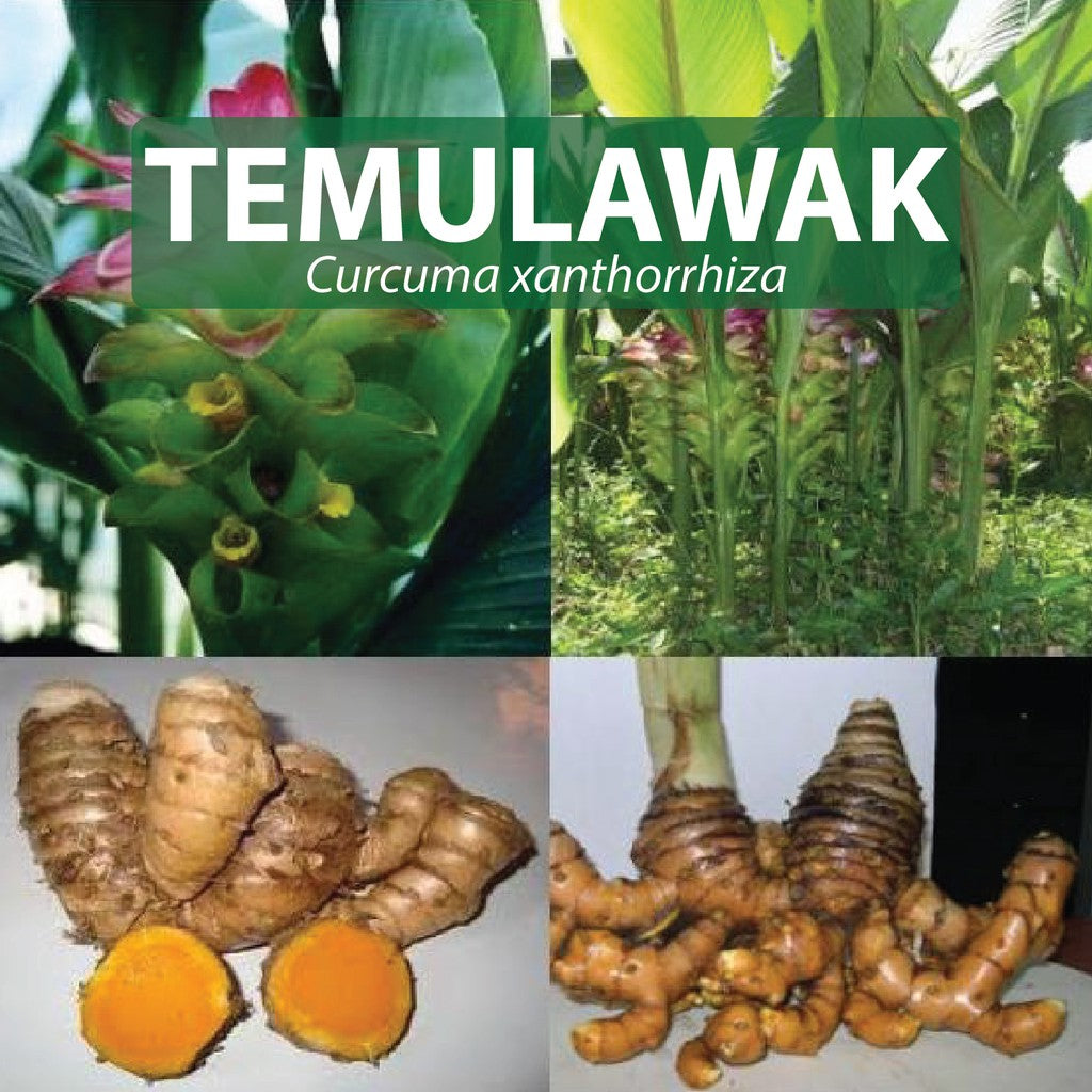 Temulawak Herbal Capsules For Sale | Buy Temulawak Herbal Capsules 
