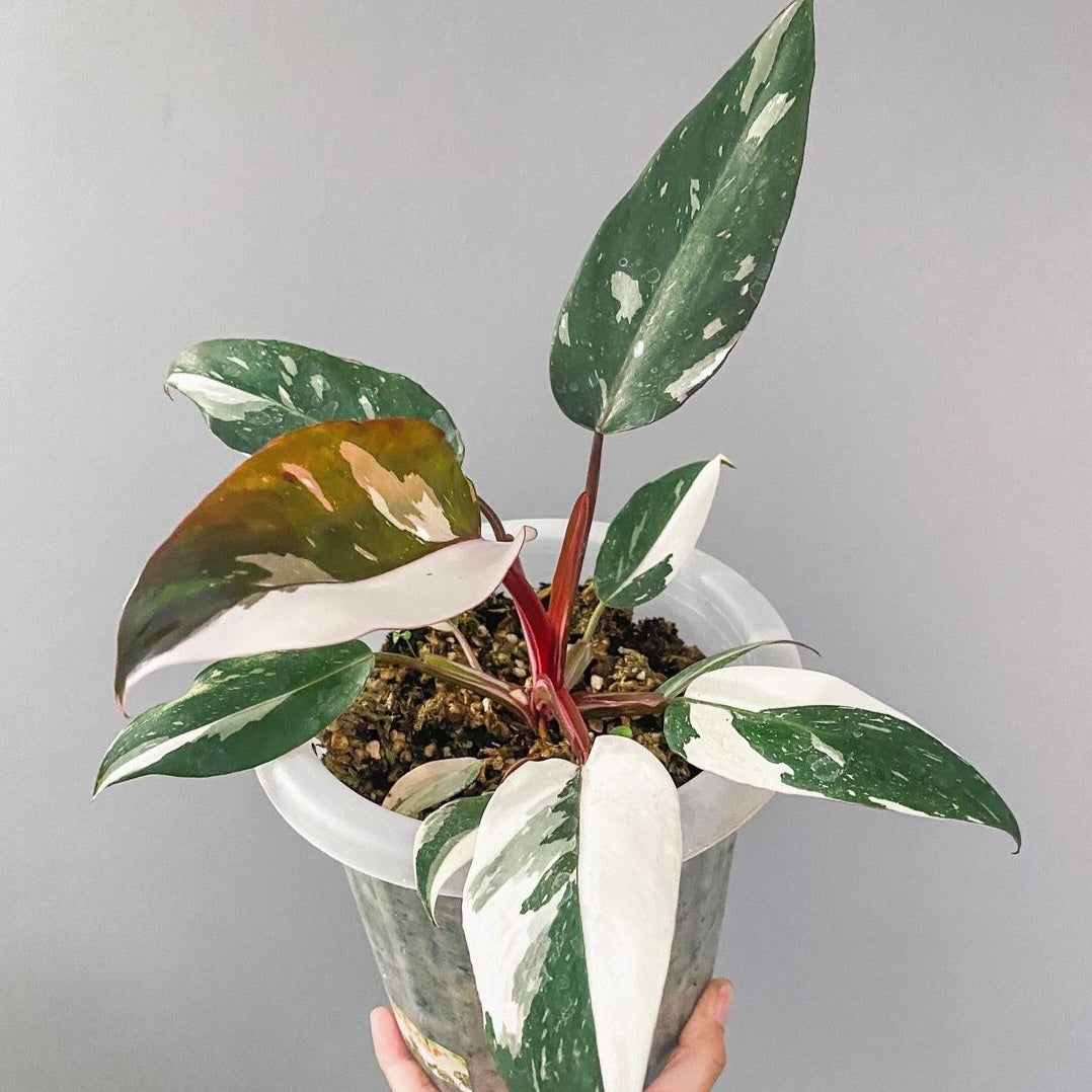 Philodendron Anderson For Sale | Philodendron Anderson Seeds