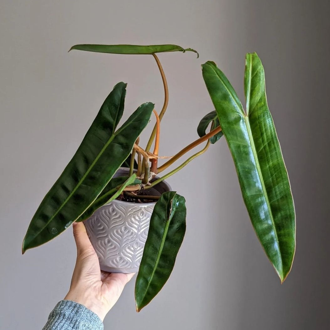 Philodendron Billietiae For Sale | Philodendron Billietiae Seeds