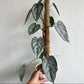 Philodendron Brandtianum For Sale | Philodendron Brandtianum Seeds