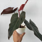 Philodendron Dark Lord For Sale | Philodendron Dark Lord Seeds
