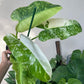 Philodendron Jose Buono For Sale | Philodendron Jose Buono Seeds