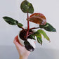 Philodendron Red Anderson For Sale | Philodendron Red Anderson Seeds