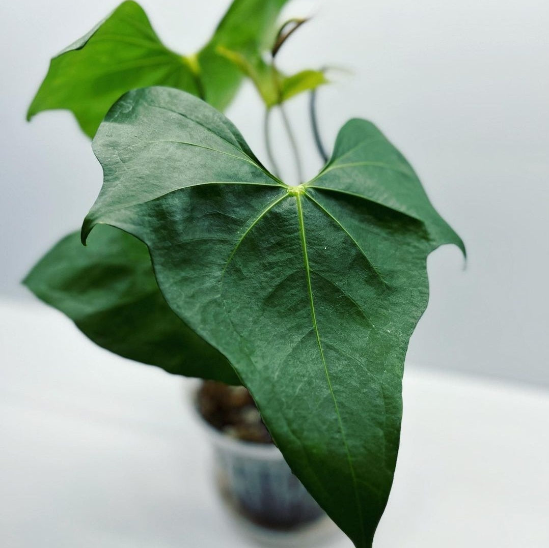 Anthurium Pterodactyl For Sale | Anthurium Pterodactyl Seeds