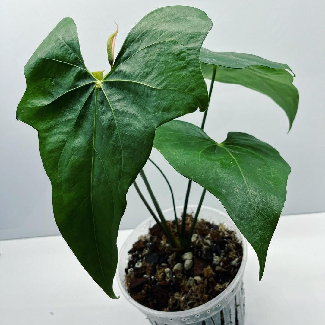 Anthurium Pterodactyl For Sale | Anthurium Pterodactyl Seeds