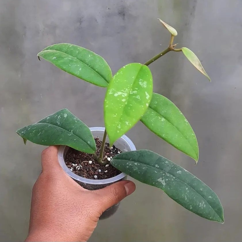 Hoya Kapuasensis For Sale | Hoya Kapuasensis Seeds