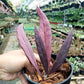Hoya Sulawesiana Red For Sale | Hoya Sulawesiana Red Seeds