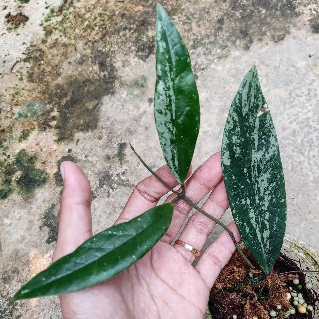 Hoya Sulawesiana Splash For Sale | Hoya Sulawesiana Splash Seeds