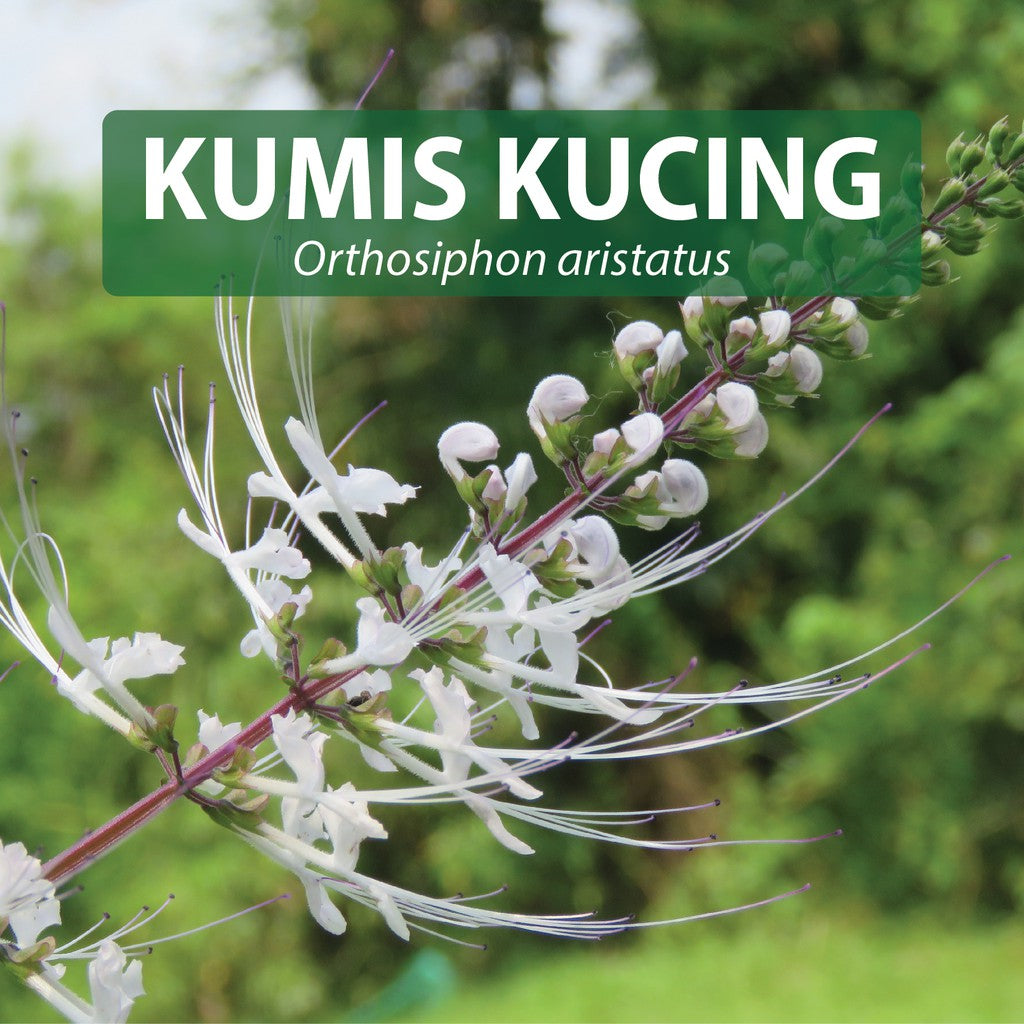 Cat's Whisker Herbal Capsules for Kidney, Bladder and Gall Health – Kumis Kucing 100 capsules For Sale