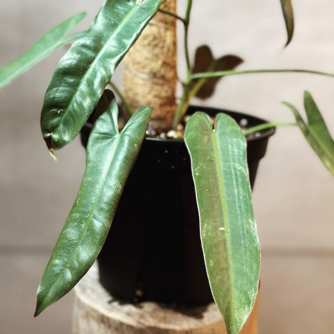 Philodendron Atabapoense For Sale | Philodendron Atabapoense Seeds