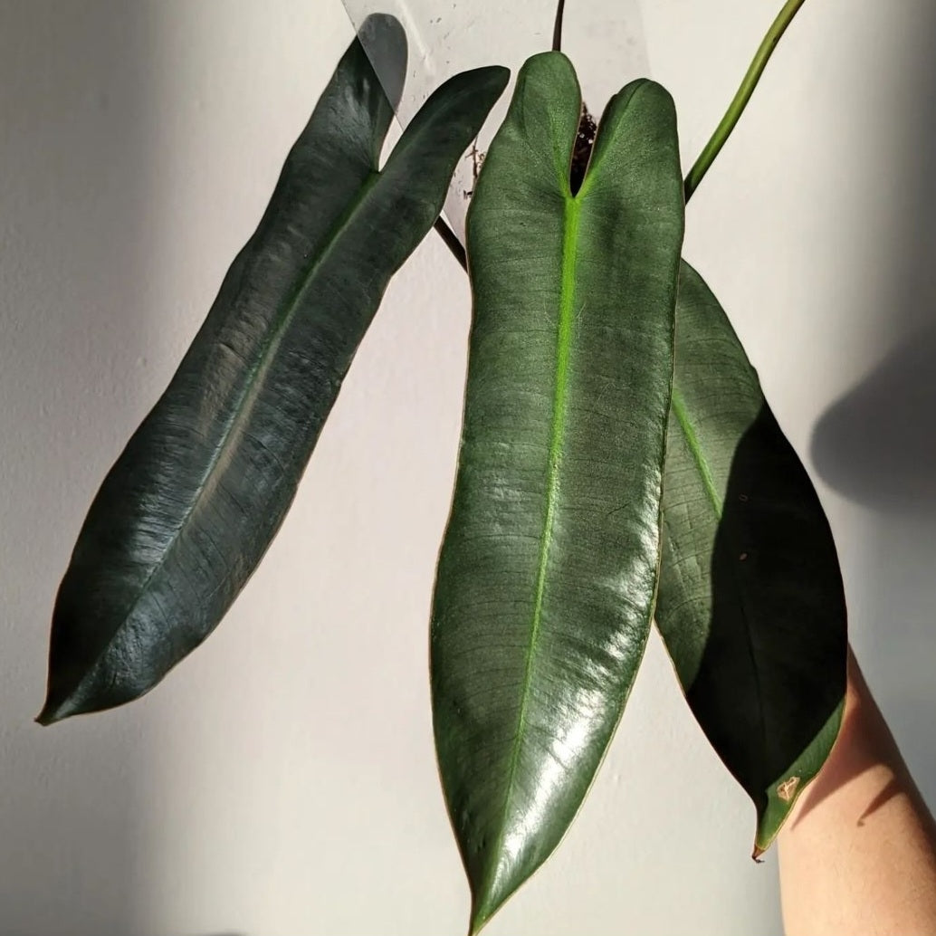 Philodendron Atabapoense For Sale | Philodendron Atabapoense Seeds