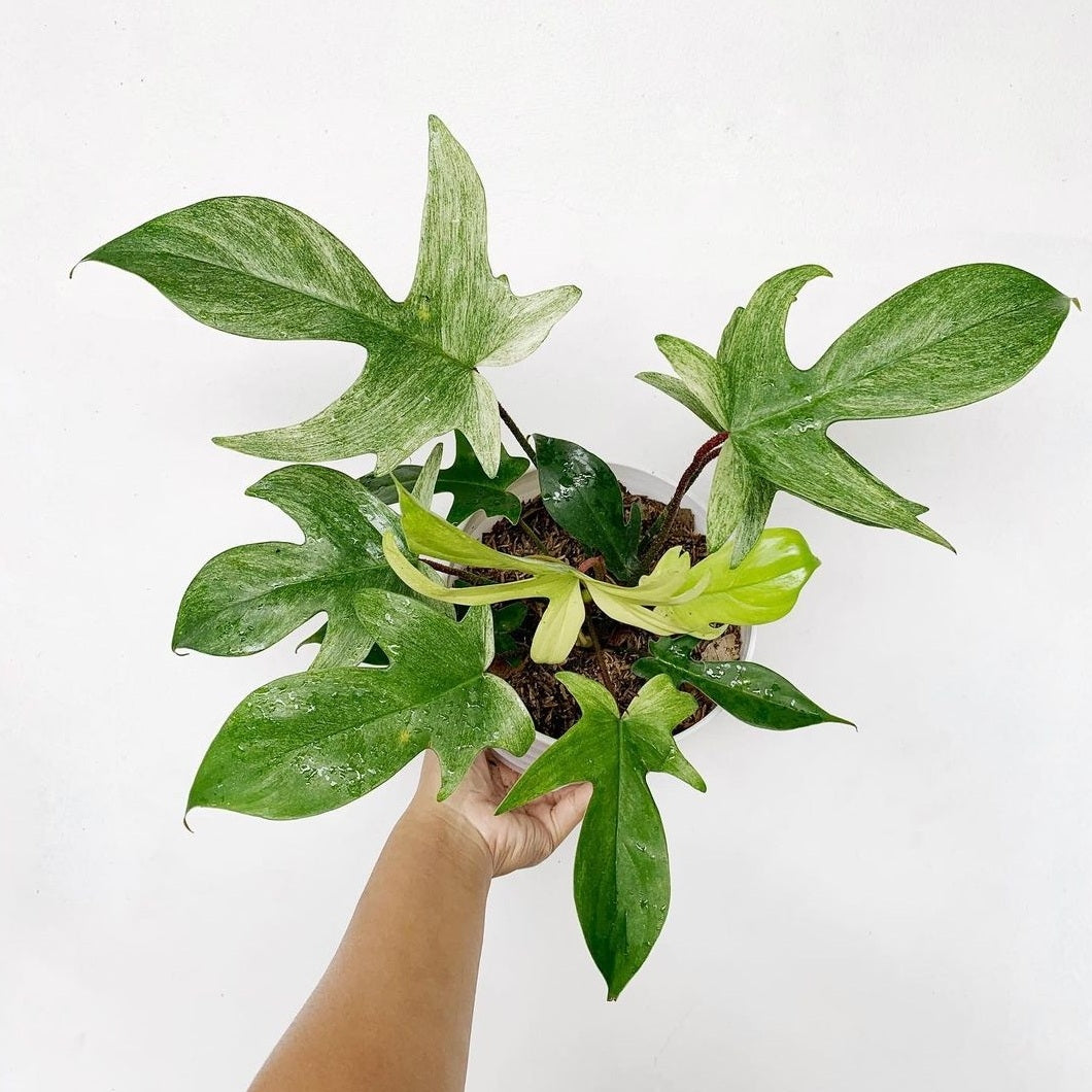 Philodendron Florida Ghost Mint For Sale | Philodendron Florida Ghost Mint Seeds