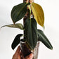 Philodendron Gigas For Sale | Philodendron Gigas Seeds