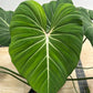 Philodendron Gloriosum For Sale | Philodendron Gloriosum Seeds