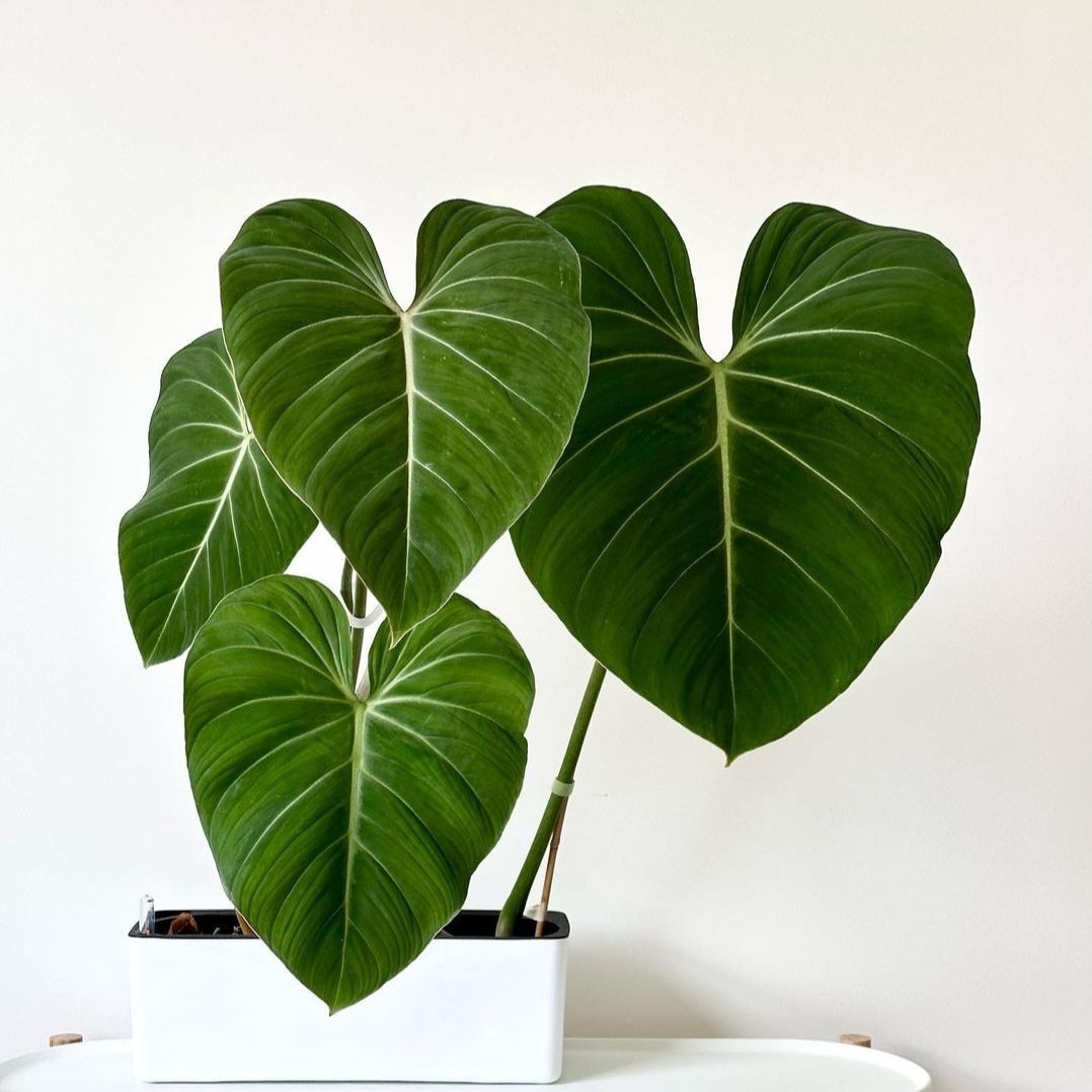 Philodendron Gloriosum For Sale | Philodendron Gloriosum Seeds