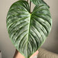 Philodendron Majestic For Sale | Philodendron Majestic Seeds