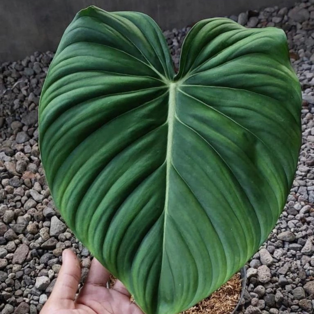 Philodendron Mcdowell For Sale | Philodendron Mcdowell Seeds