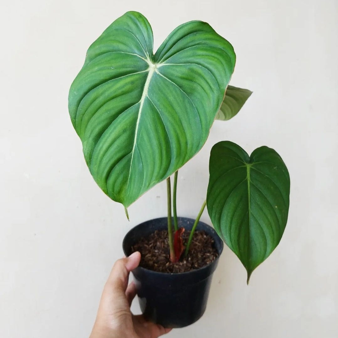 Philodendron Mcdowell For Sale | Philodendron Mcdowell Seeds