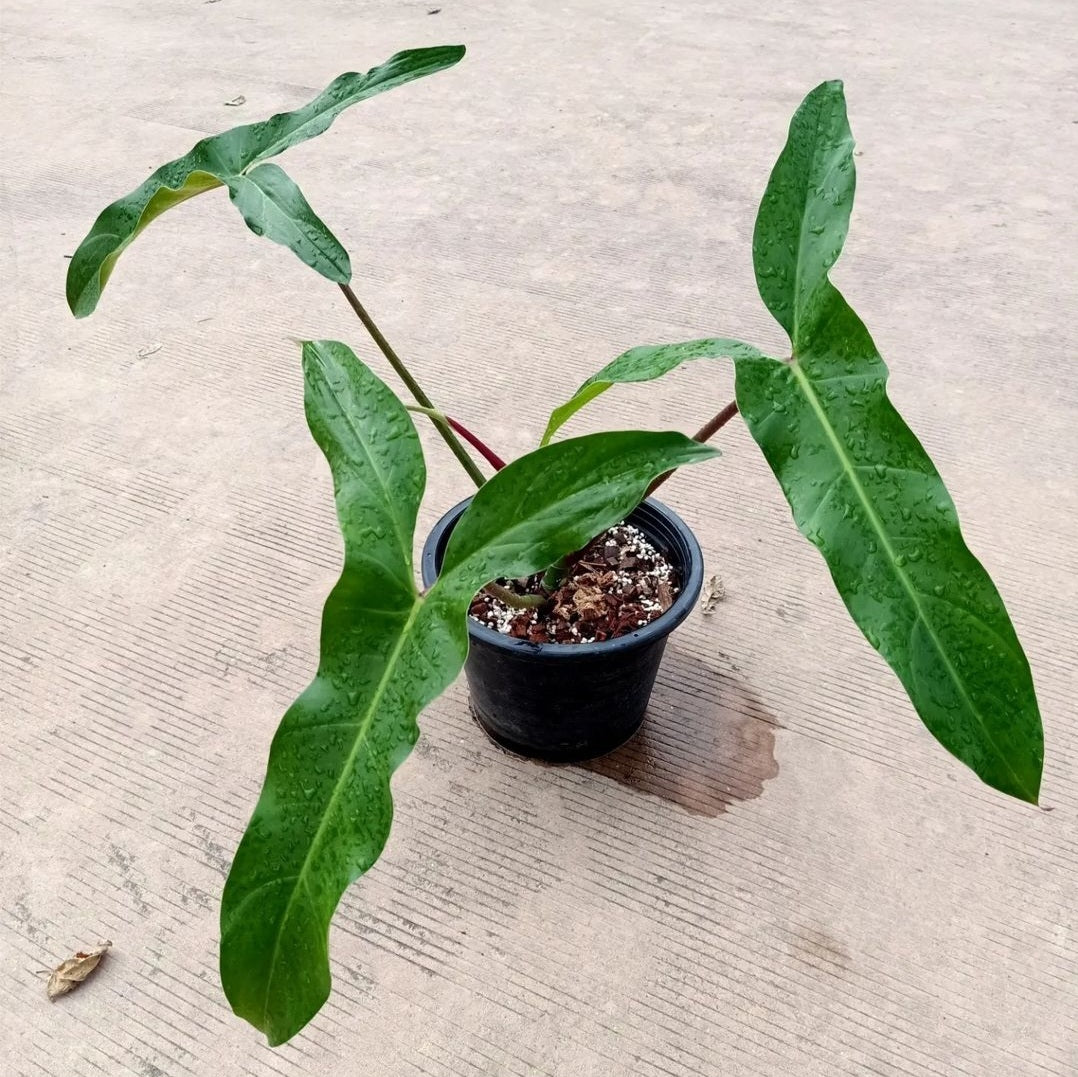 Philodendron Mexicanum For Sale | Philodendron Mexicanum Seeds