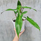 Philodendron Mexicanum For Sale | Philodendron Mexicanum Seeds