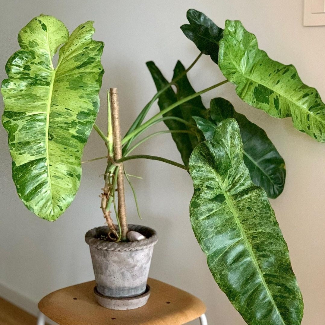 Philodendron Paraiso Verde For Sale | Philodendron Paraiso Verde Seeds