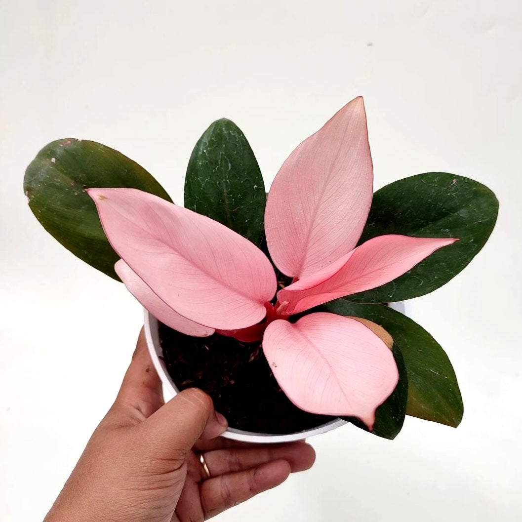 Philodendron Pink Congo For Sale | Philodendron Pink Congo Seeds