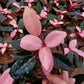 Philodendron Pink Congo For Sale | Philodendron Pink Congo Seeds