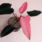 Philodendron Pink Dark Lord For Sale | Philodendron Pink Dark Lord Seeds