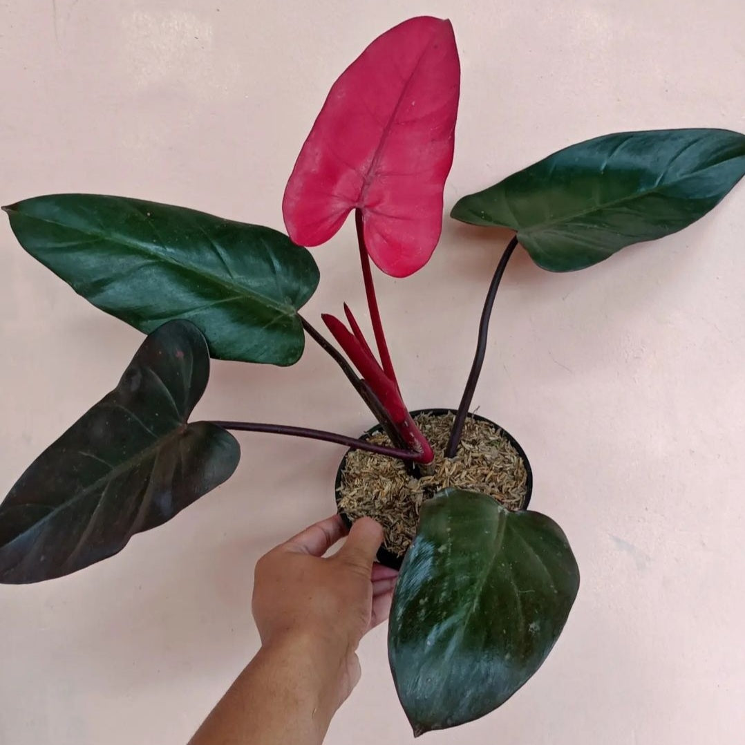 Philodendron Pink Dark Lord For Sale | Philodendron Pink Dark Lord Seeds