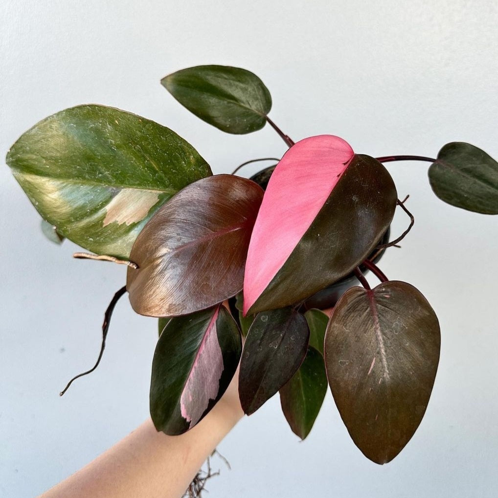 Philodendron Pink Princess For Sale | Philodendron Pink Princess Seeds