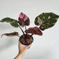 Philodendron Pink Princess Marble For Sale | Philodendron Pink Princess Marble Seeds