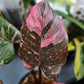 Philodendron Pink Princess Marble For Sale | Philodendron Pink Princess Marble Seeds