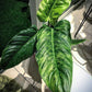 Philodendron Subhastatum Variegata For Sale | Philodendron Subhastatum Variegata Seeds