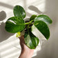 Philodendron White Wizard For Sale | Philodendron White Wizard Seeds