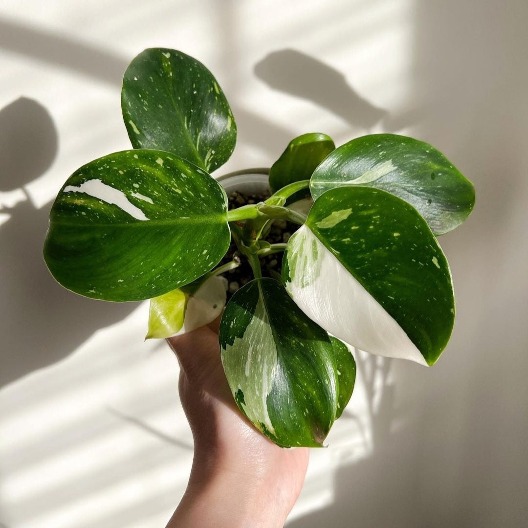 Philodendron White Wizard For Sale | Philodendron White Wizard Seeds