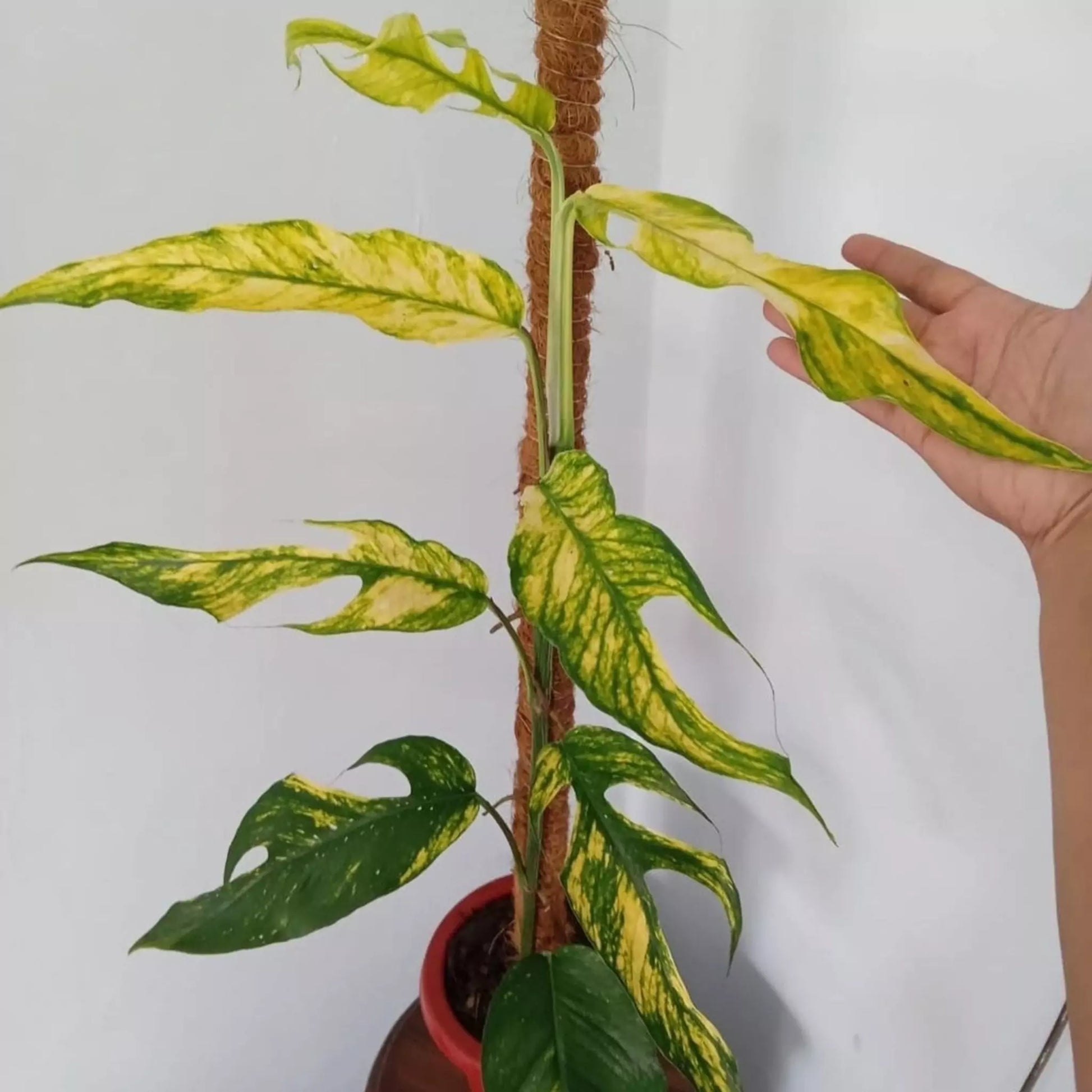 Epipremnum Pinnatum 'Yellow Flame' – VI Plant Shop