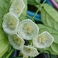 Hoya Danumensis ssp Danumensis For Sale