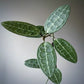 Hoya Elliptica For Sale