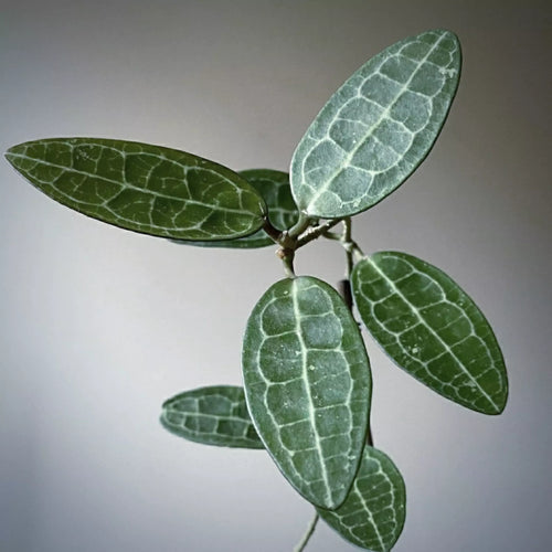 Hoya Elliptica