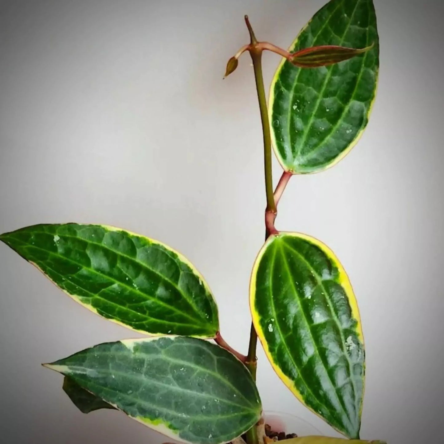 Hoya Macrophylla Albomarginata For Sale