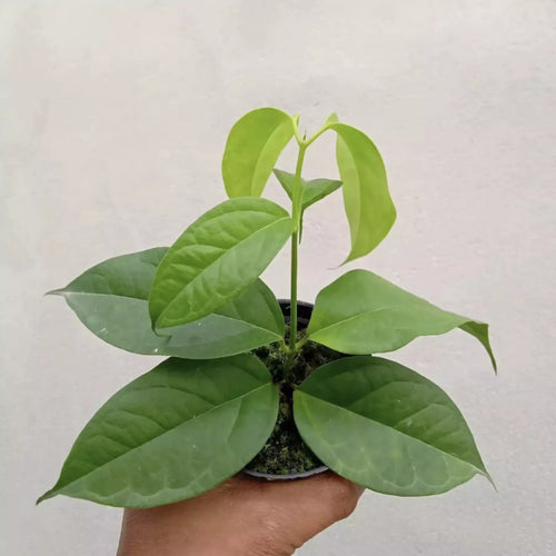 Hoya Phyllura