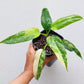 Philodendron Domesticum Variegated For Sale